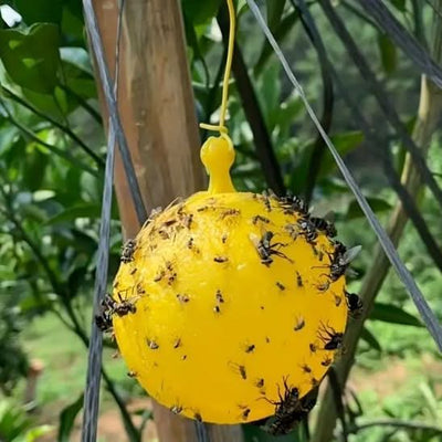 Piège à mouche - menagedirect